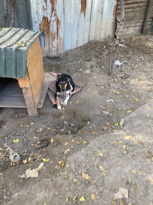 Отдам в хорошие руки