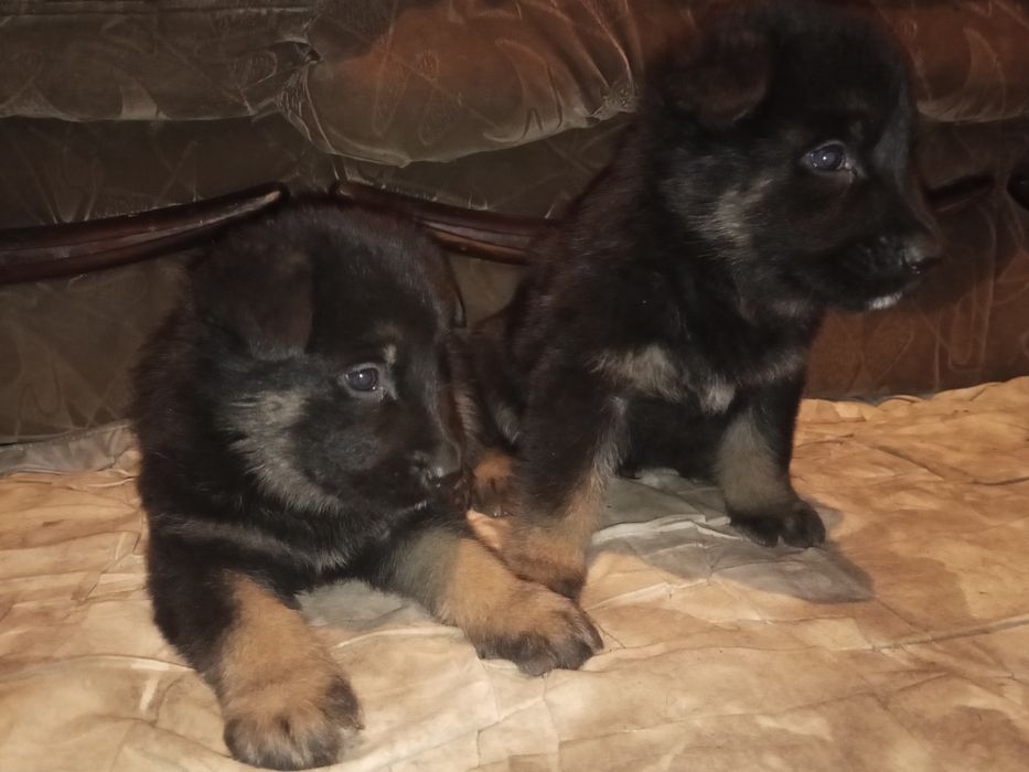 Щенки немецкой овчарки