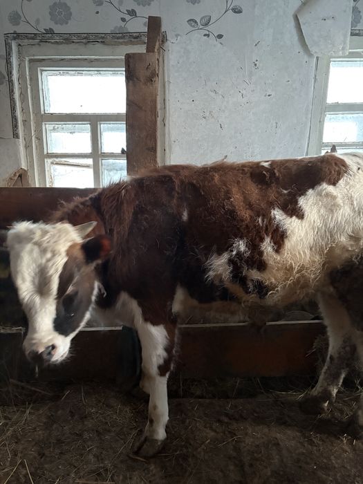 Бұқалар сатылады