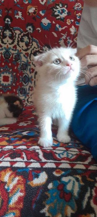 Продаются милые вислоухие котята