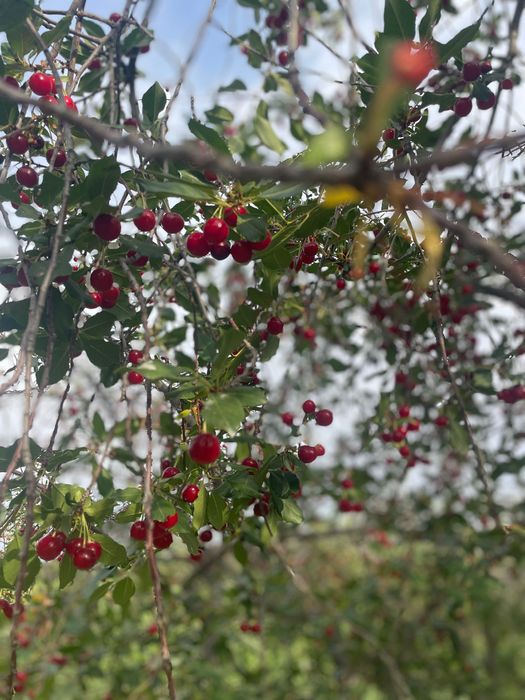 Продам дачный дом в Коктеме