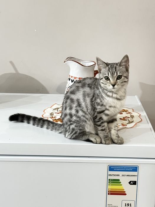 Скоттиш страйт девочка 4,5 месяцев