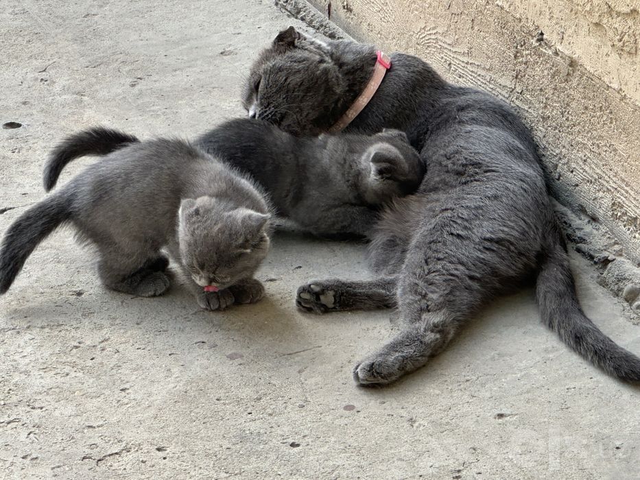 Продается шотландский котят