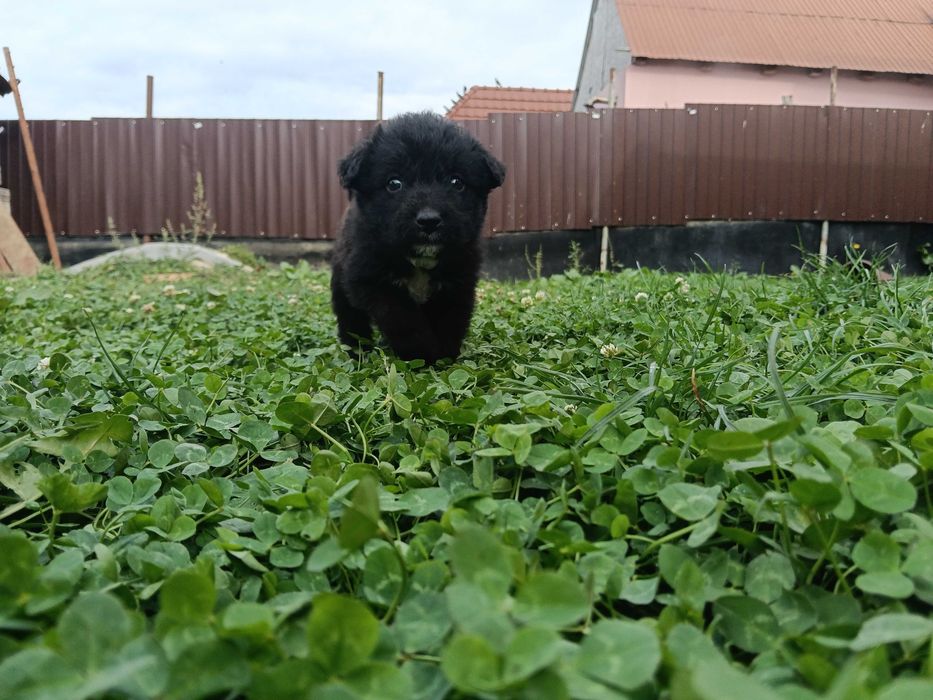 Puiuți Lagotto/spaniol de apă mix Malinois