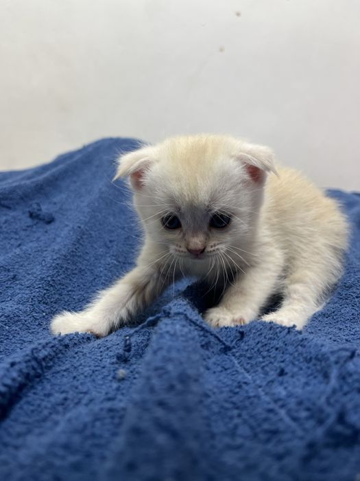 Котята шотландские