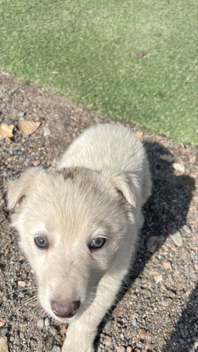 Сабака     белая