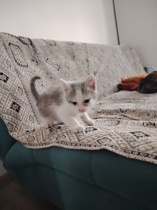 Котята отдам даром