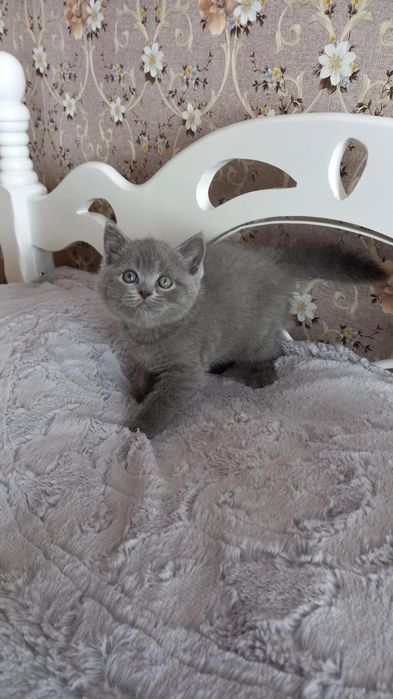 Резерв котят с документами