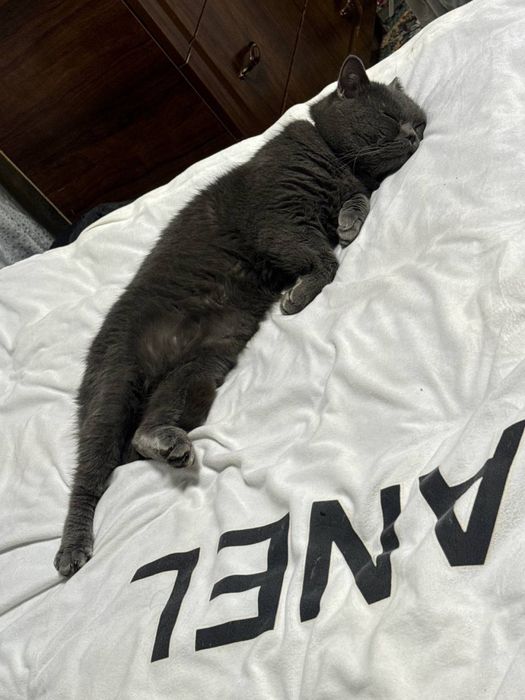 vyaska skotish strayt