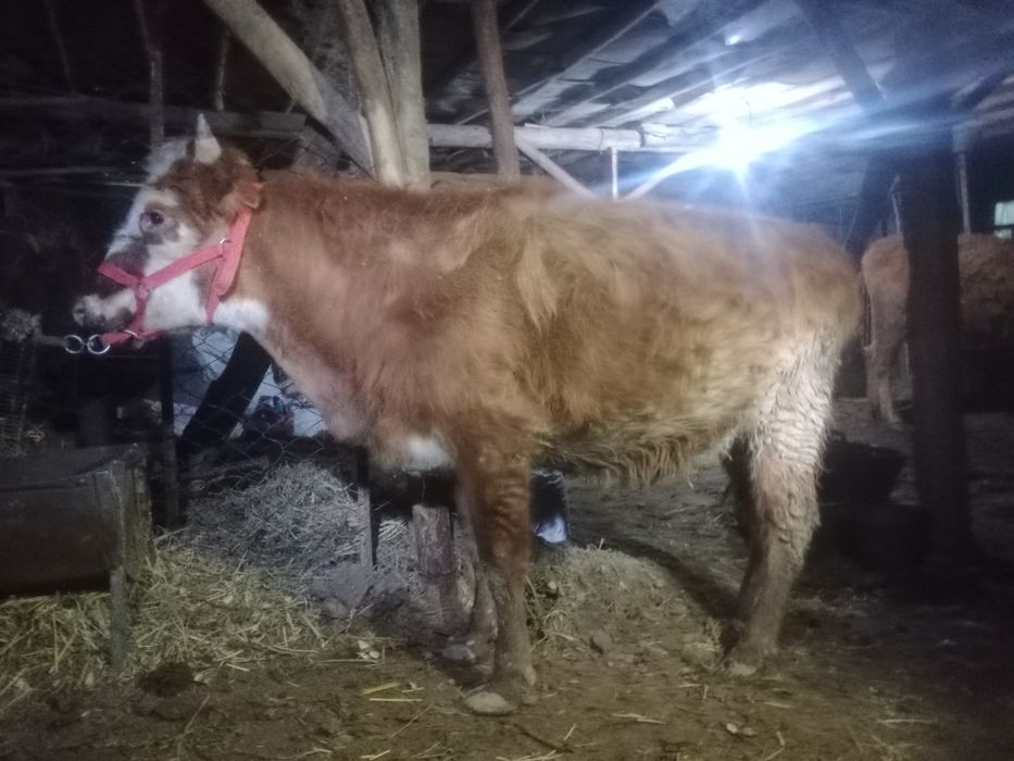 Shvet g‘unajin bug‘o‘z 8 oylik.