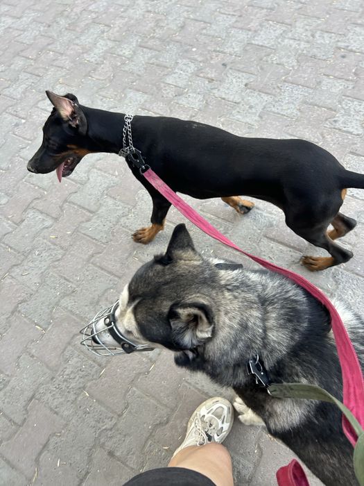 дрессировка собак