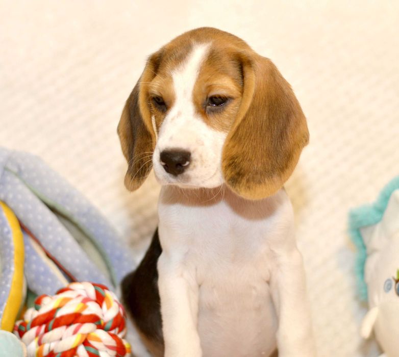 Pui Beagle tricolor din parinti cu pedigree