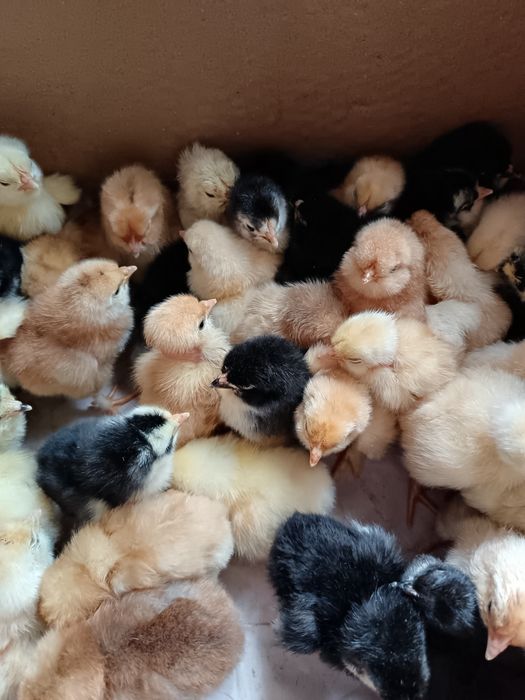 Продаются суточные цыплята