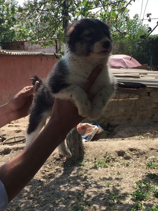 Alabay bolalari sotiladi