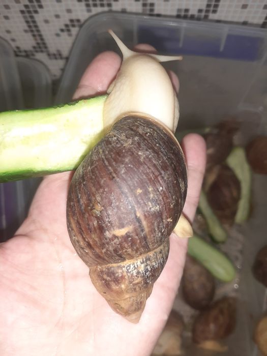 Ulitka sotiladi  6,7,8,9sm