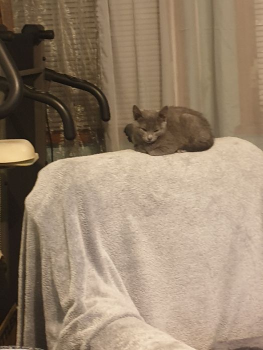 Пдарявам женско сиво коте