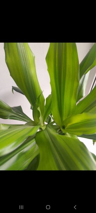 Драцена комнатное растение