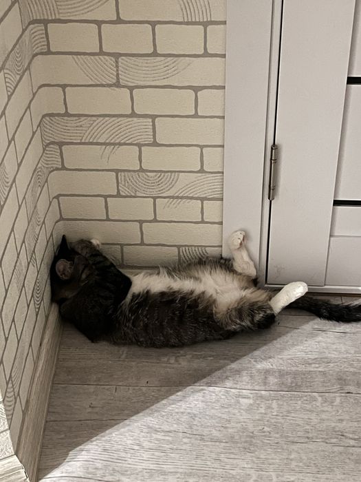 отдам двух прекрасных кошечек , в добрые руки!