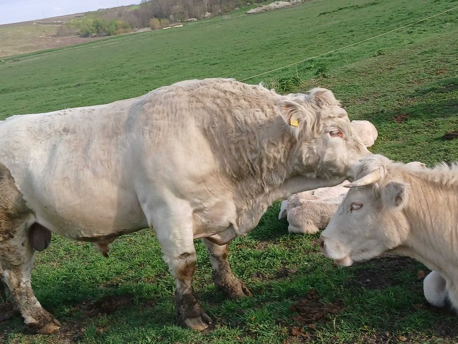 Taur montă cheroles