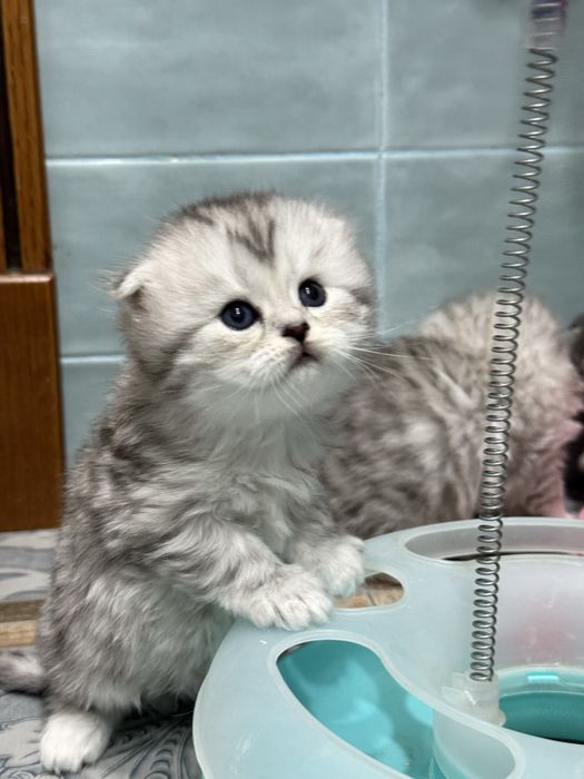 Шотландские котята!