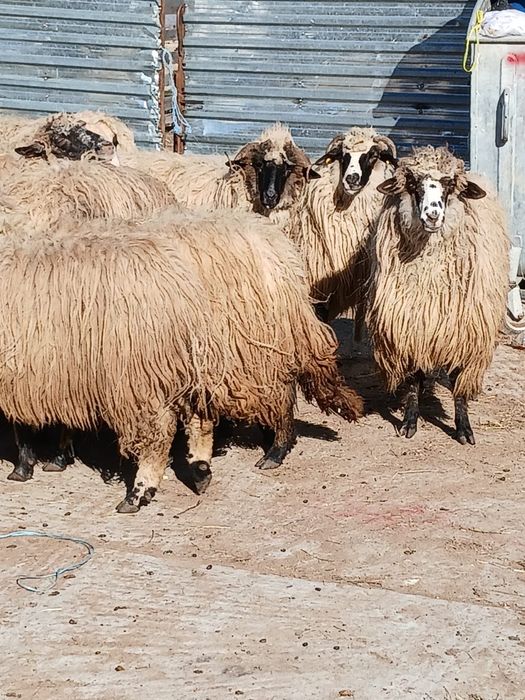 Oi cu miei de vanzare urgent