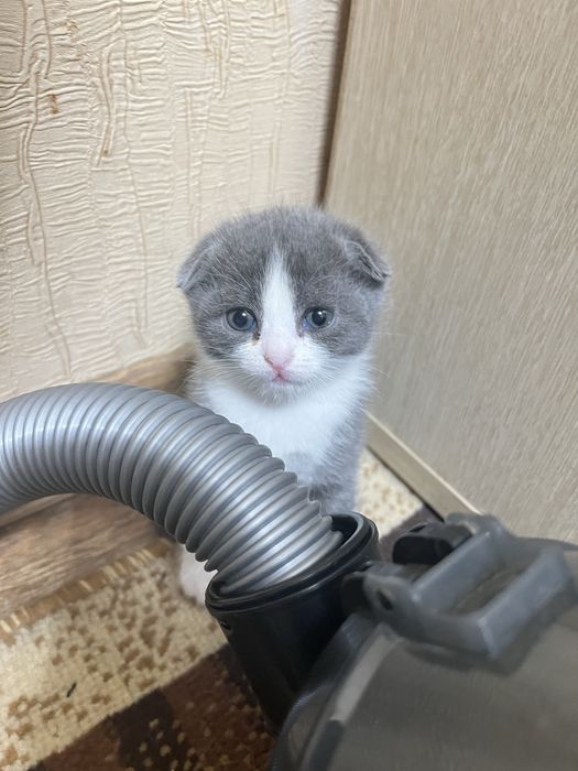 Продам котят британцы 10000