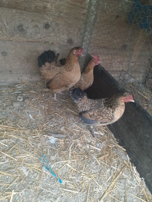 Gaini pitice si rațe de vanzare