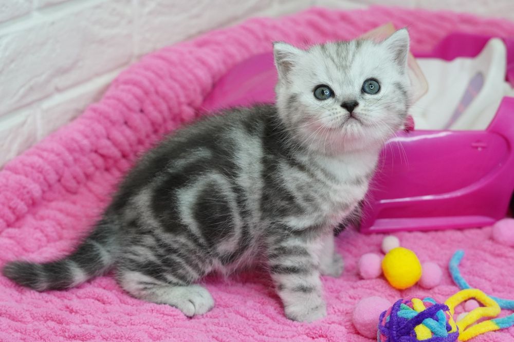 Шотландские Котята