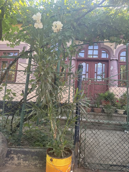Vând 3 leandri ,rosu,roz și alb, preț negociabil!!