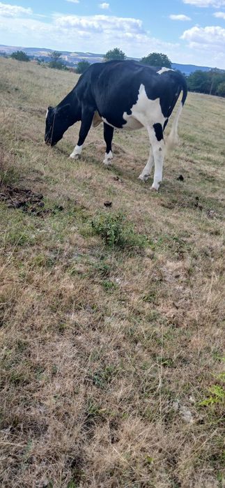 Vand sau schimb cu manz sau manza peste un an junica holstein la 300 kg