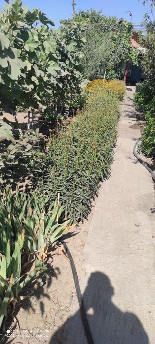 Продается дом в г Ахангаран 6 соток  все коммуникации, не дорого.