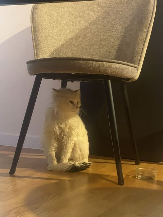 Подарявам котка/котарак