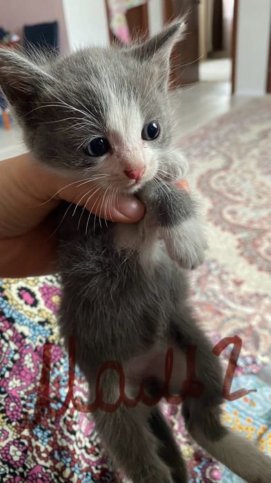 отдам котят даром в добрые руки