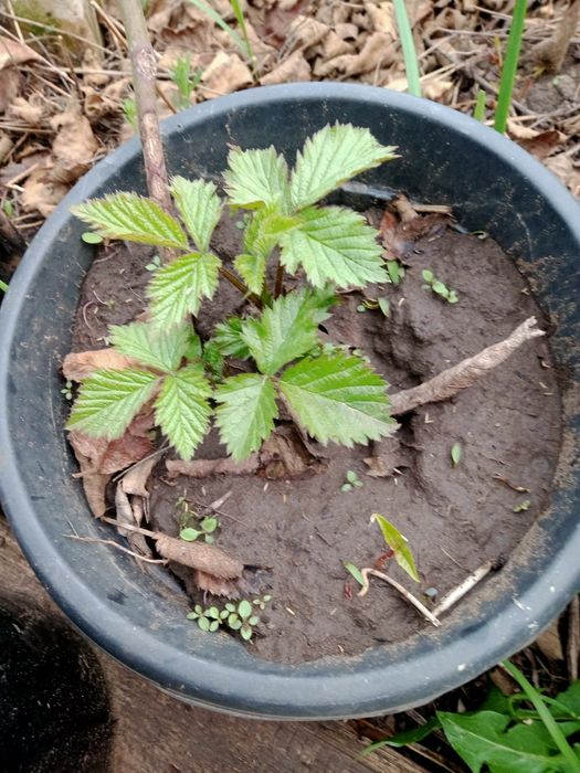 Продам саженцы ежевики