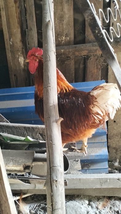 Продам домашних курей и Ломан Браун
