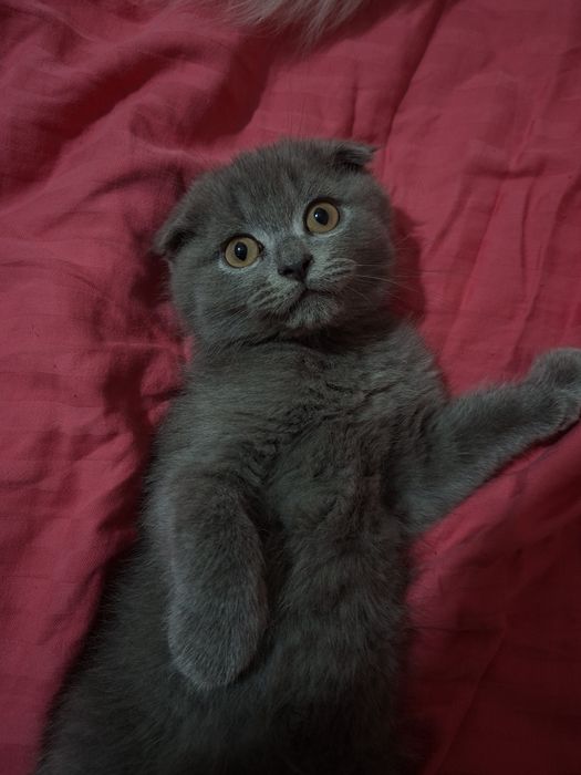 Котенок в добрые руки