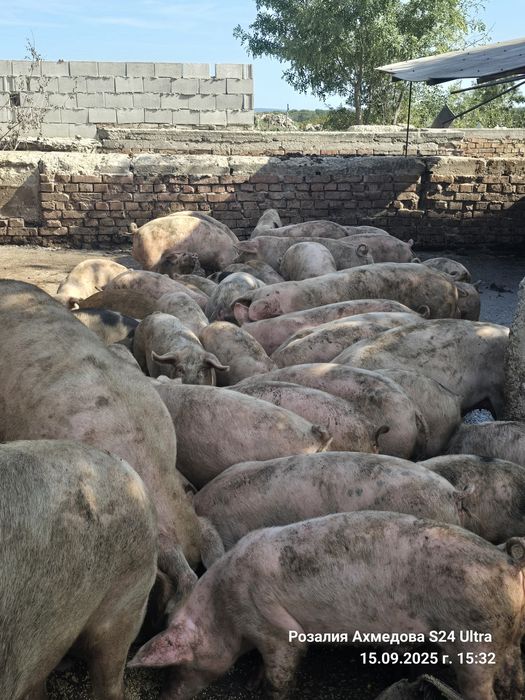 Продавам прасенца и прасета