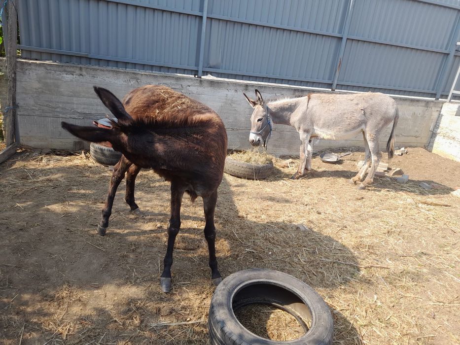 Doua Magarite disponibile / măgărițe