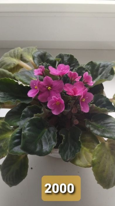 Фиалки на продажу