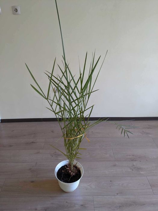 Финикова палма 18-годишна