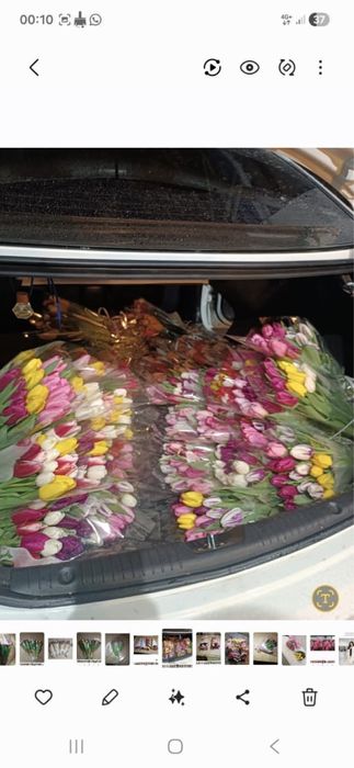 Тюльпаны голандские