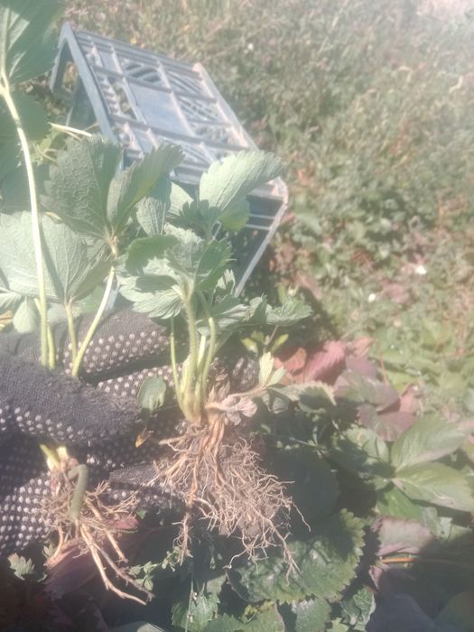 Продам усики клубники сорт израильский