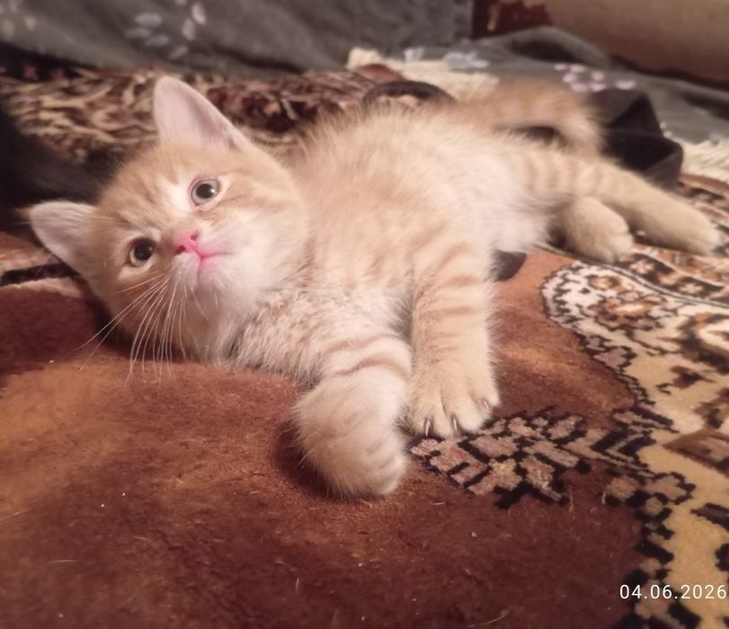 Самые булочки- котятки