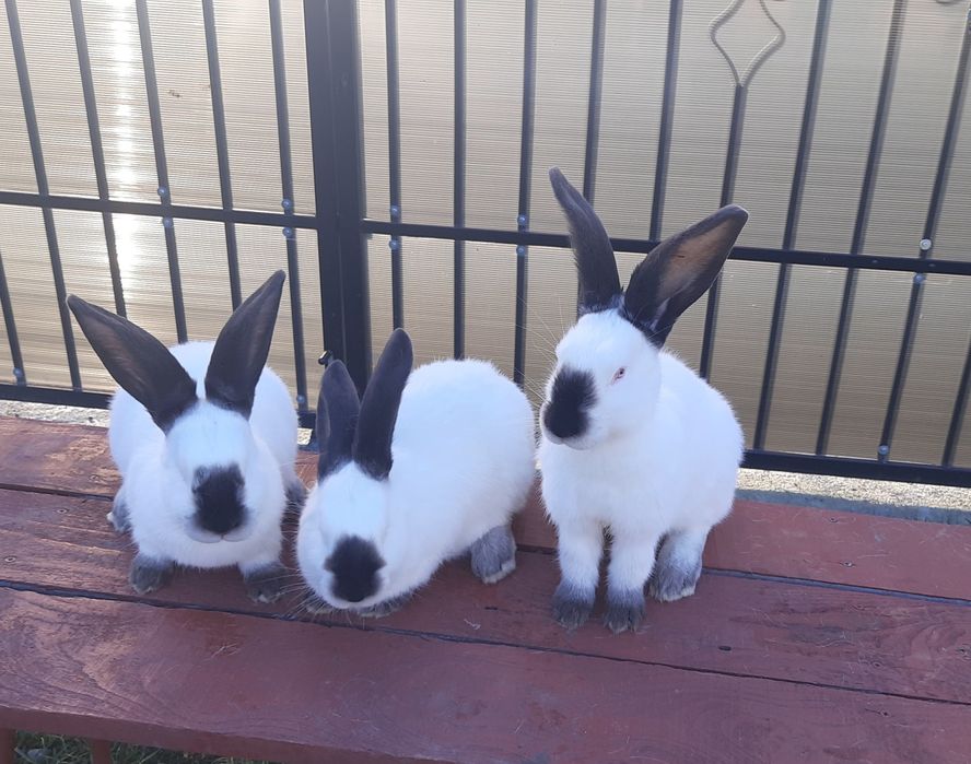 Iepuri Uriaș de Transilvania