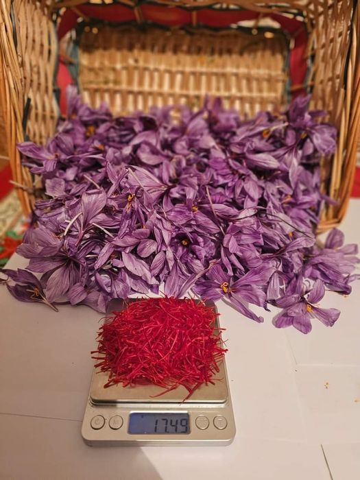 Зафарон, шафран доривор гиёҳи сотилади