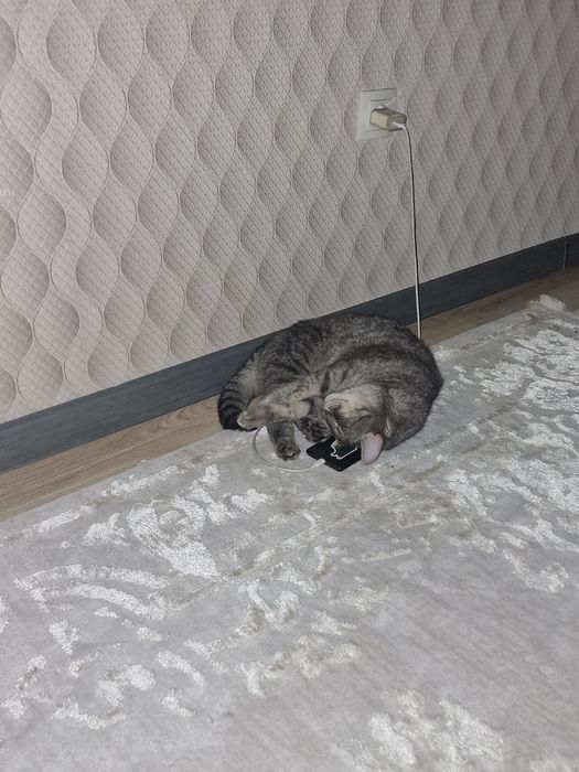Отдам кота в хорошие руки