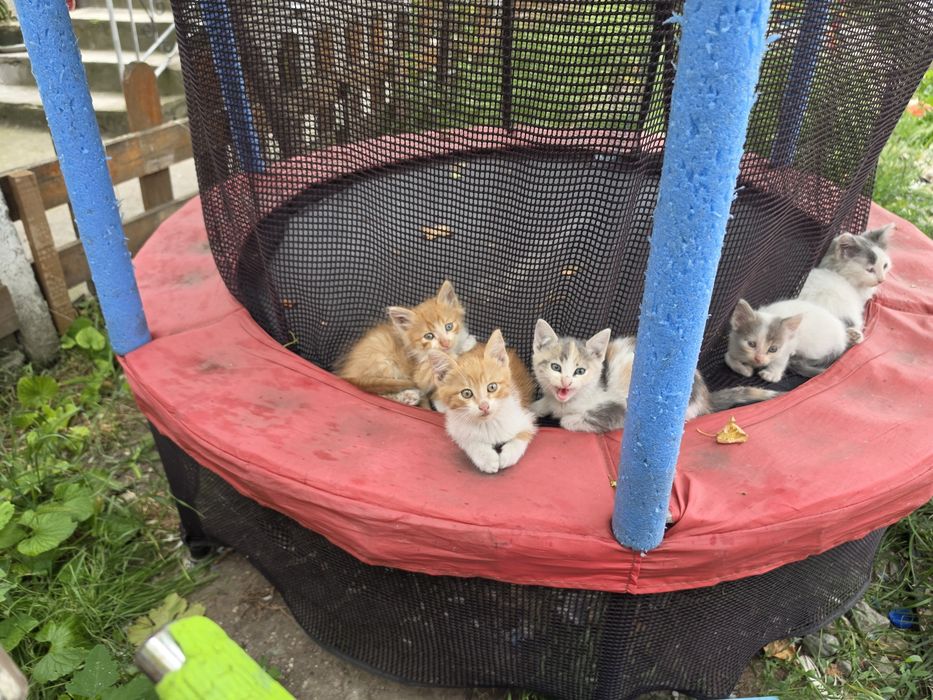 Малки котенца 5 броя