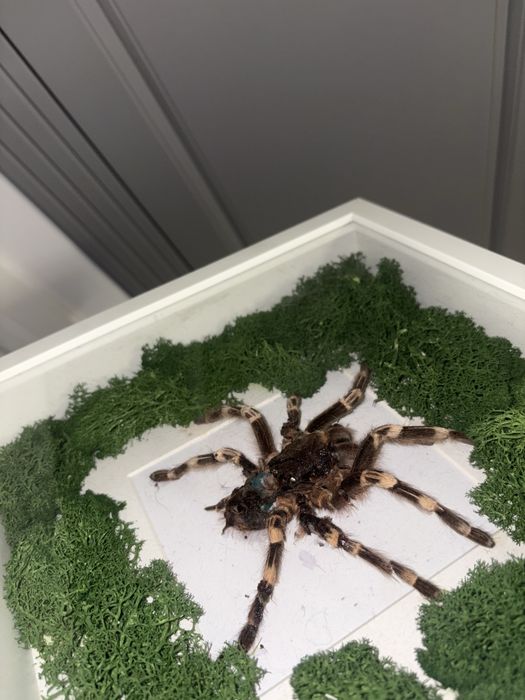 Vand decoratiune speciala tarantula impaiata mare in rama tablou suvenir cadou special insecta exotica cu muschi stabilizat vopsit