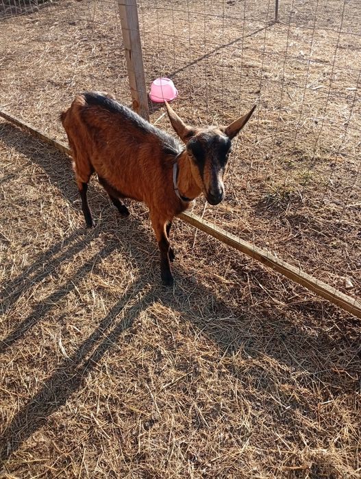 Capre și iezi anglonubieni