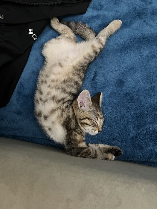 Маленький котёнок